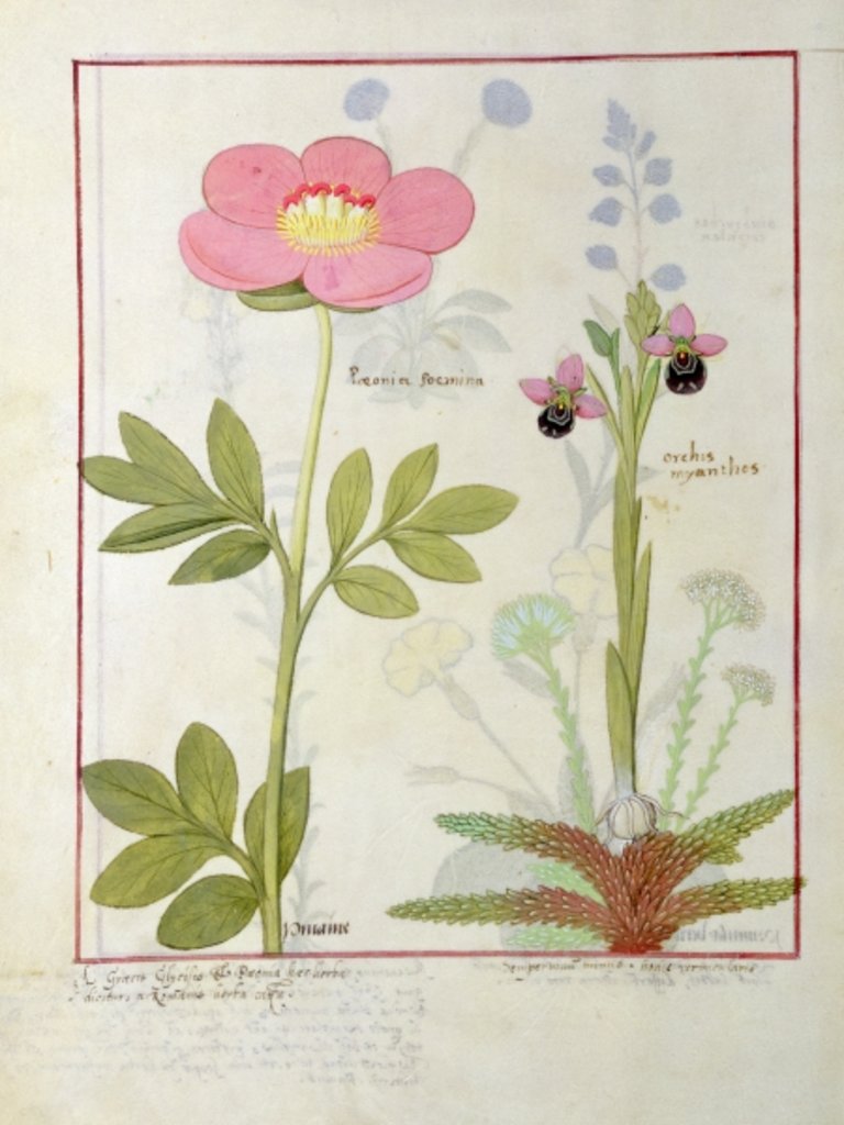 Detail of Ms Fr. Fol VI #1 Paeonia or Peony, and Orchis myanthos by Robinet Testard