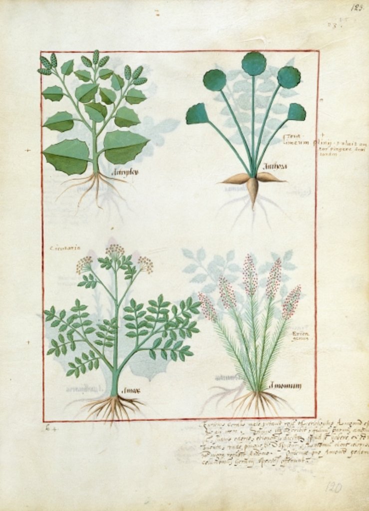 Detail of Ms Fr. Fv VI #1 fol.123r Top row: Salt Bush and Anthora. Bottom row: Absinthium and Cardamom by Robinet Testard