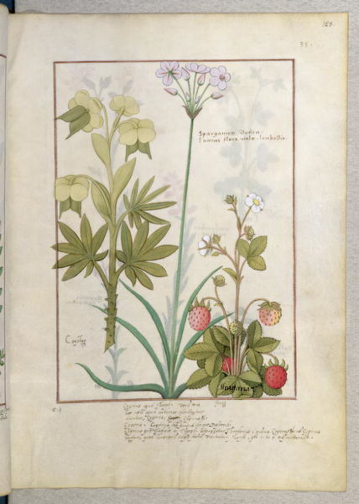 Detail of Ms Fr. Fv VI #1 fol.128r Consiligo, Burreed and Strawberry by Robinet Testard