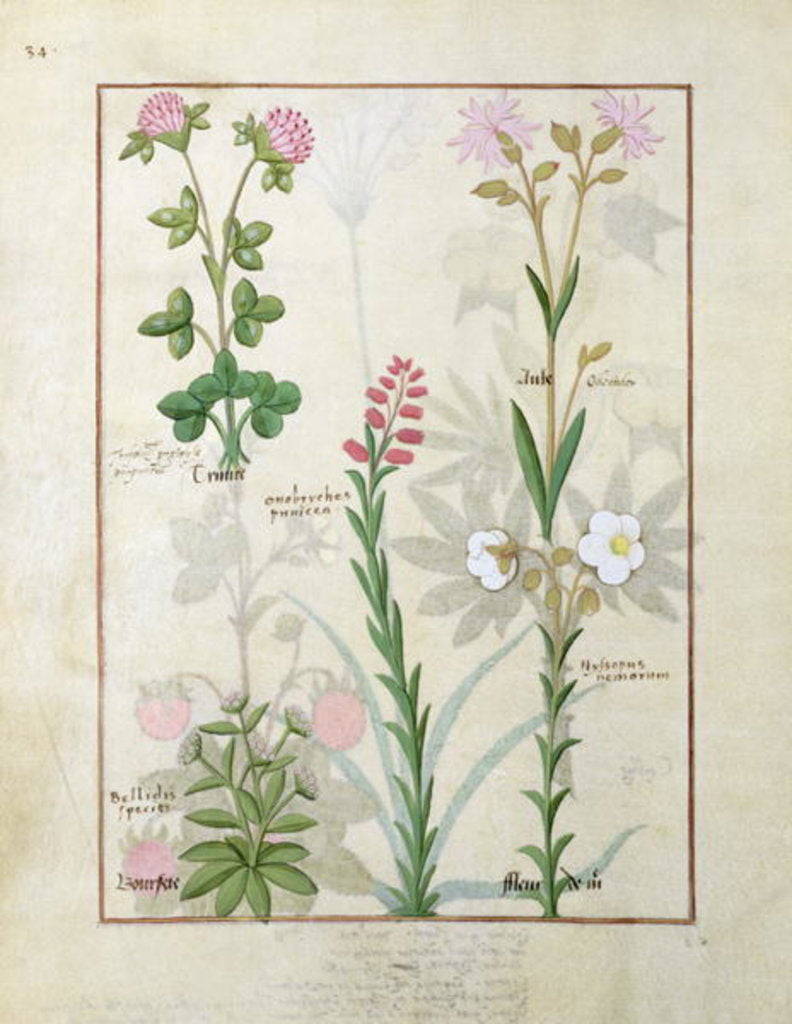 Detail of Ms Fr. Fv VI #1 fol.128v Top row: Red clover and Aube. Bottom row: Bellidis species, Onobrychis and Hyssopus nemorum by Robinet Testard
