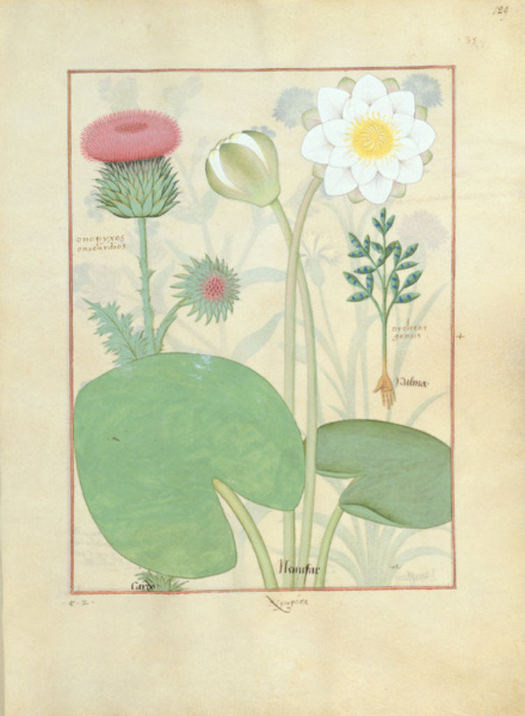 Detail of Plumed thistle, Water lily and Castor bean plant by Robinet Testard