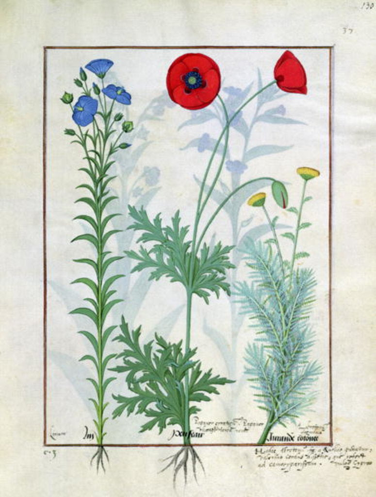 Detail of Ms Fr. Fv VI #1 fol.130r Linum, Garden poppies and Abrotanum by Robinet Testard