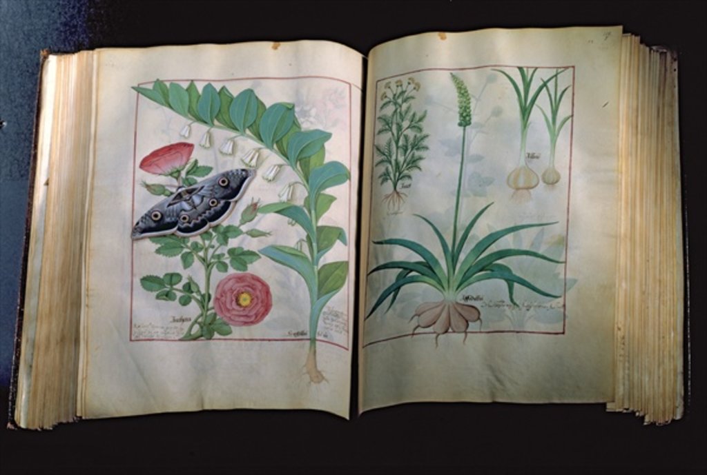 Detail of Two pages depicting Rose and Garlic by Robinet Testard