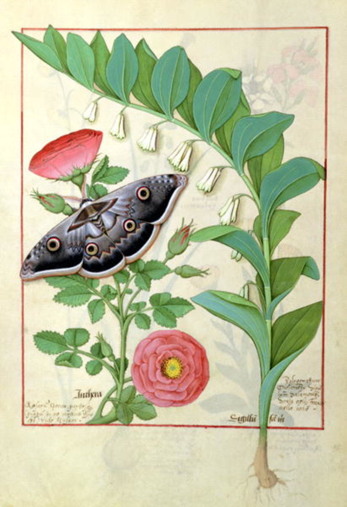 Detail of Ms Fr. Fv VI #1 fol.118v Rose and Polygonatum illustration from 'The Book of Simple Medicines' by Mattheaus Platearius c.1470 by Robinet Testard
