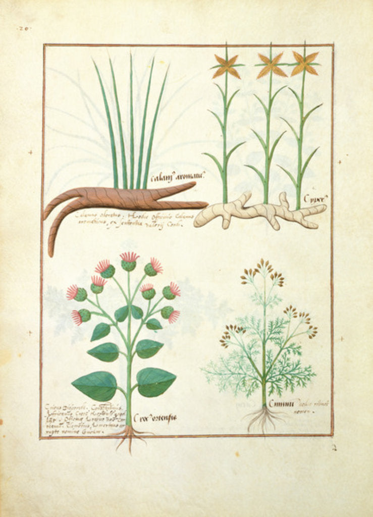 Detail of Cyperus, Calamus, Crocus ostensis by Robinet Testard