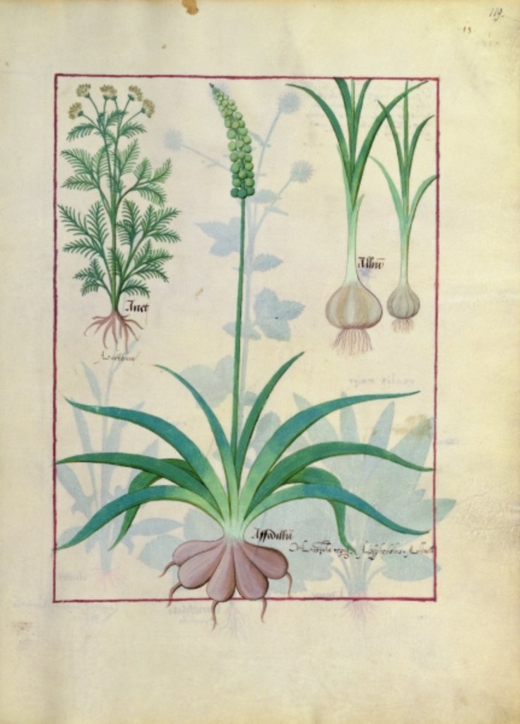 Detail of Ms Fr. Fv VI #1 fol.119r Garlic and other plants by Robinet Testard