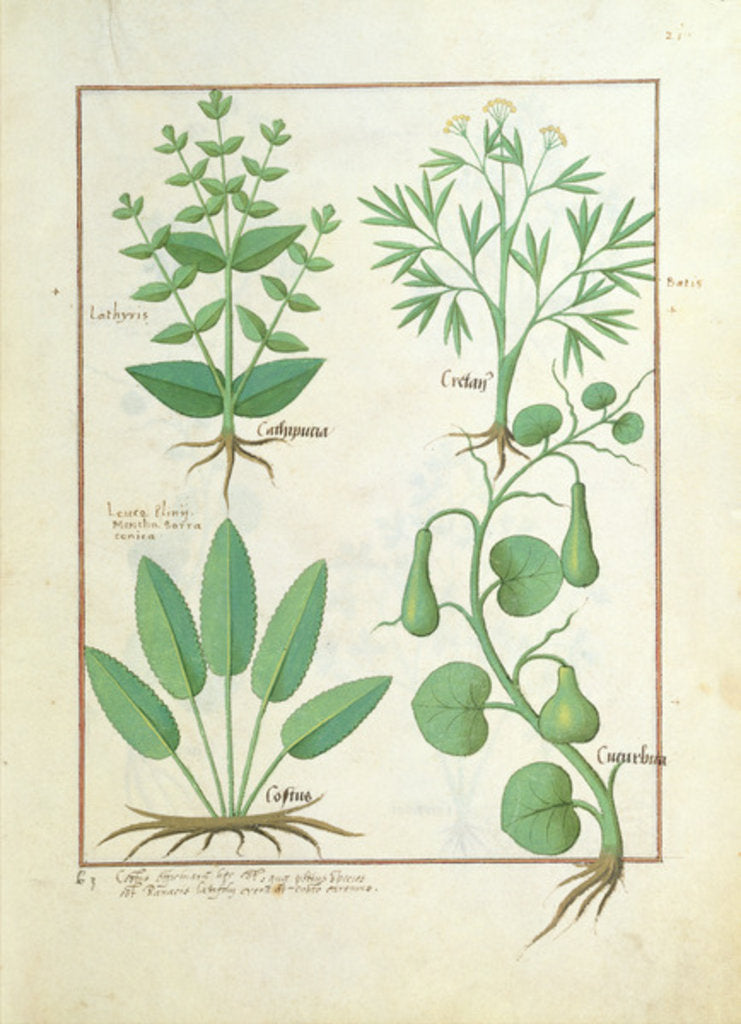 Detail of Ms Fr. Fv VI #1 fol.122r Euphorbia Lathyris, Beechwort, Mint and Fig by Robinet Testard
