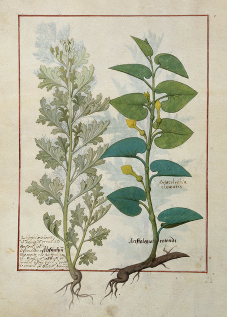 Detail of Ms Fr. Fv VI #1 fol.120v Illustration from 'The Book of Simple Medicines' by Mattheaus Platearius c.1470 by Robinet Testard