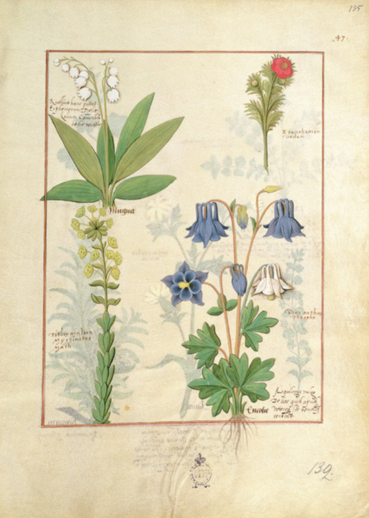 Detail of Ms Fr. Fv VI #1 fol.135r Illustration from 'The Book of Simple Medicines' by Mattheaus Platearius c.1470 by Robinet Testard