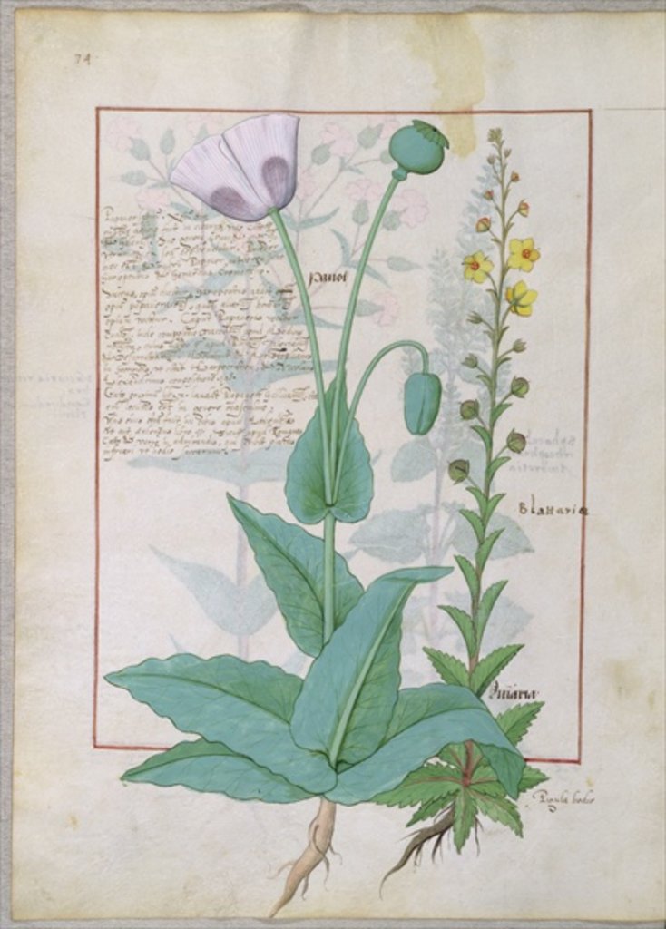 Detail of Poppy and Figwort by Robinet Testard