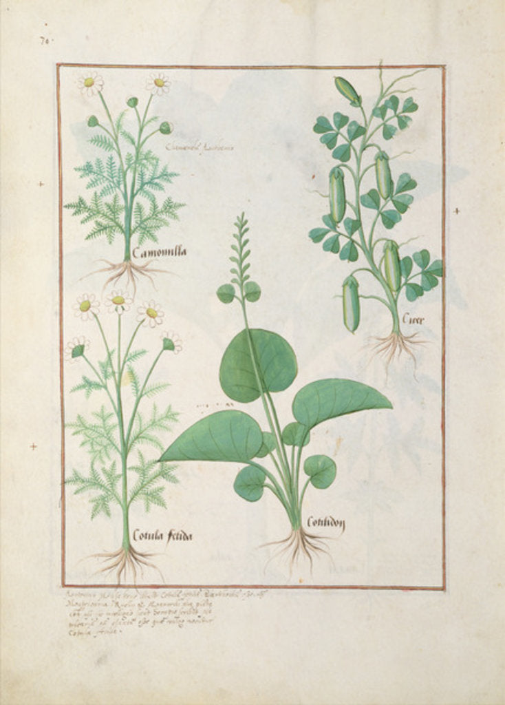 Detail of Chamomile and Cucumber Illustration from 'The Book of Simple Medicines' by Mattheaus Platearius c.1470. Ms Fr. Fv VI #1 fol.146v. by Robinet Testard
