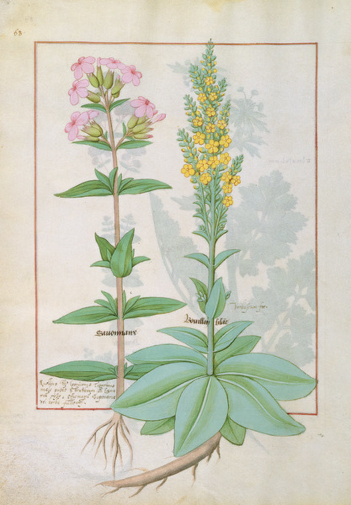 Detail of Ms Fr. Fv VI #1 fol.145v Illustration from the 'Book of Simple Medicines' by Mattheaus Platearius c.1470 by Robinet Testard