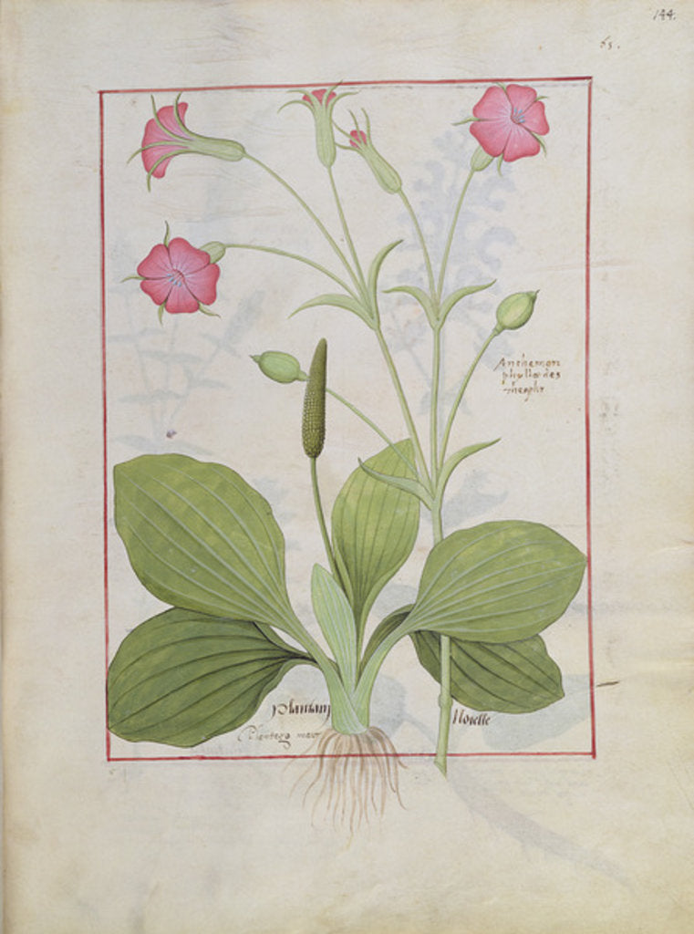 Detail of Ms Fr. Fv VI #1 fol.144r Illustration from the 'Book of Simple Medicines' by Mattheaus Platearius c.1470 by Robinet Testard