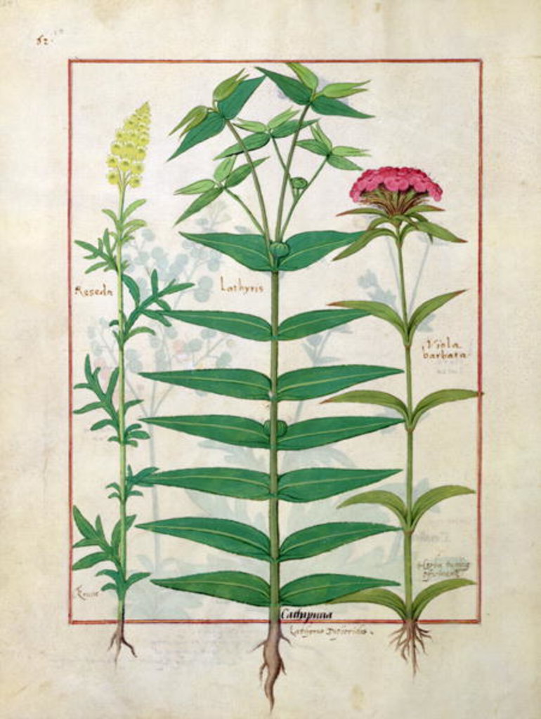 Detail of Ms Fr. Fv VI #1 fol. Reseda, Euphorbia and Dianthus by Robinet Testard