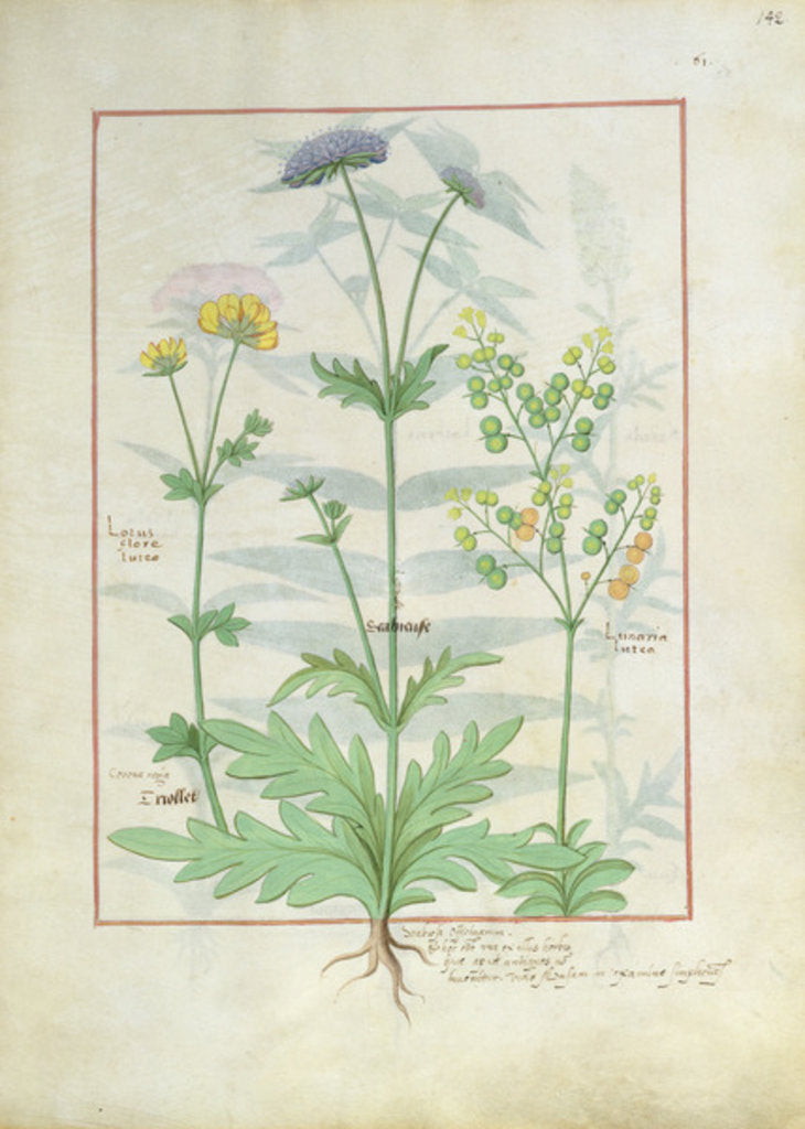 Detail of Ms Fr. Fv VI #1 fol.142r Illustration from the 'Book of Simple Medicines' by Mattheaus Platearius c.1470 by Robinet Testard