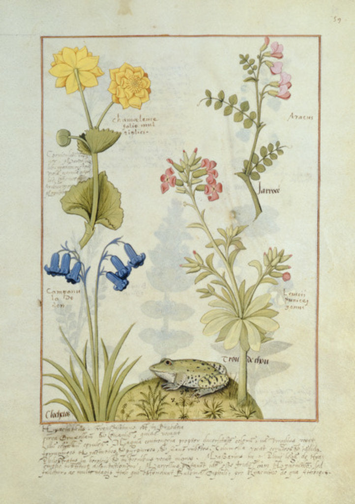 Detail of Ms Fr. Fv VI #1 fol.141r Illustration from the 'Book of Simple Medicines' by Mattheaus Platearius c.1470 by Robinet Testard