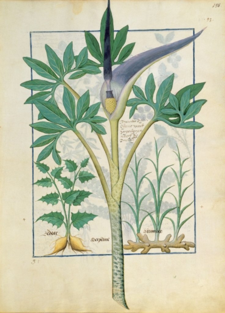 Detail of Ms Fr. Fv VI #1 fol.158r Orchid by Robinet Testard