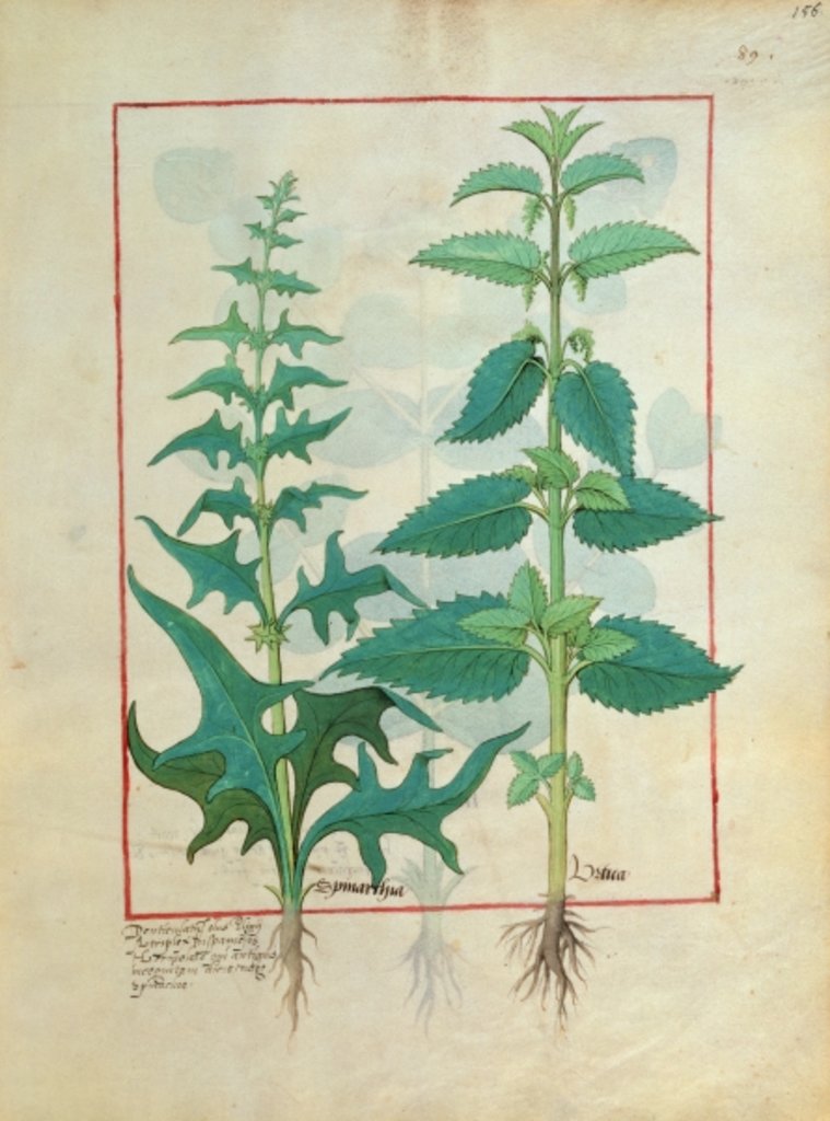 Detail of Urticaceae Illustration from the 'Book of Simple Medicines' Ms Fr. Fv VI #1 fol.156r. By Mattheaus Platearius c.1470 by Robinet Testard