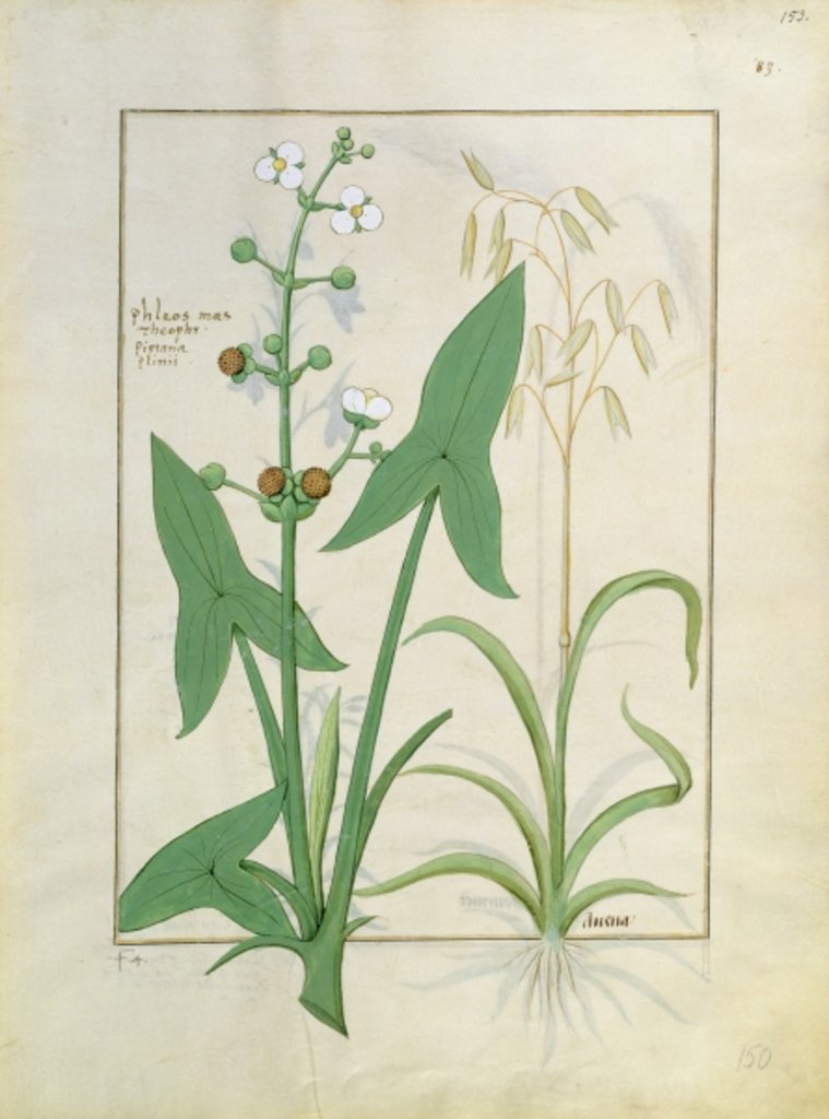 Detail of Ms Fr. Fv VI #1 fol.153r Illustration from the 'Book of Simple Medicines' by Mattheaus Platearius c.1470 by Robinet Testard