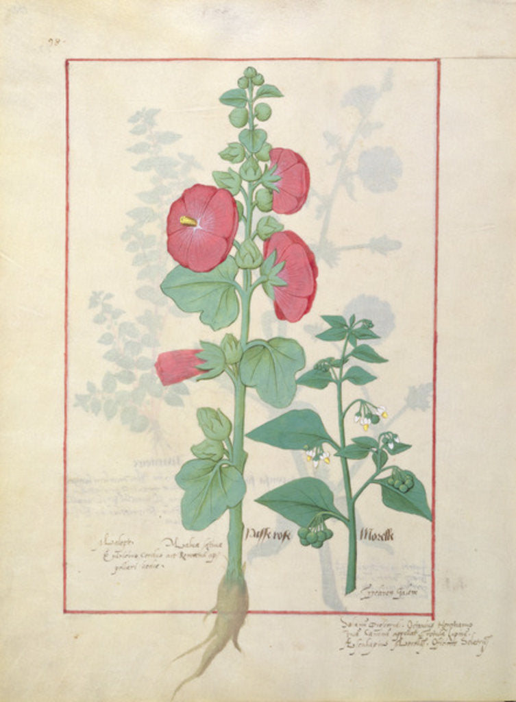 Detail of Illustration from the 'Book of Simple Medicines by Robinet Testard