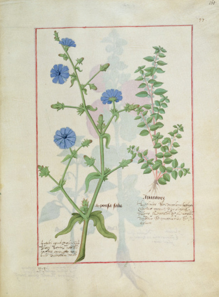 Detail of Ms Fr. Fv VI #1 fol.160r Illustration from the 'Book of Simple Medicines' by Mattheaus Platearius c.1470 by Robinet Testard