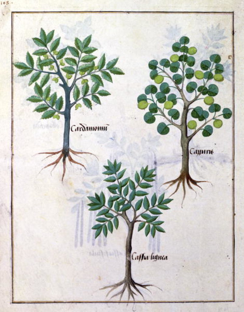 Detail of Illustration from the 'Book of Simple Medicines by Robinet Testard