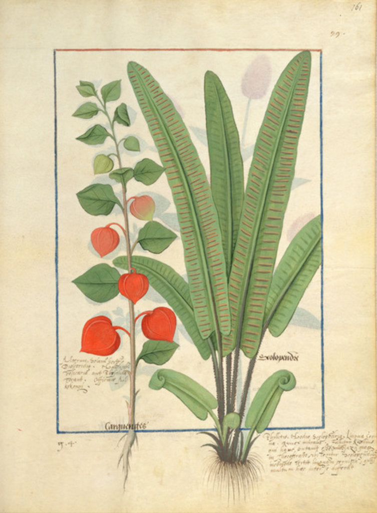 Detail of Ms Fr. Fv VI #1 fol.161r Physalis Illustration from the 'Book of Simple Medicines' by Mattheaus Platearius c.1470 by Robinet Testard