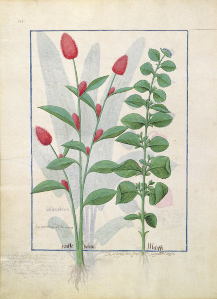 Detail of Ms Fr. Fv VI #1 fol.161v Illustration from the 'Book of Simple Medicines' by Mattheaus Platearius c.1470 by Robinet Testard