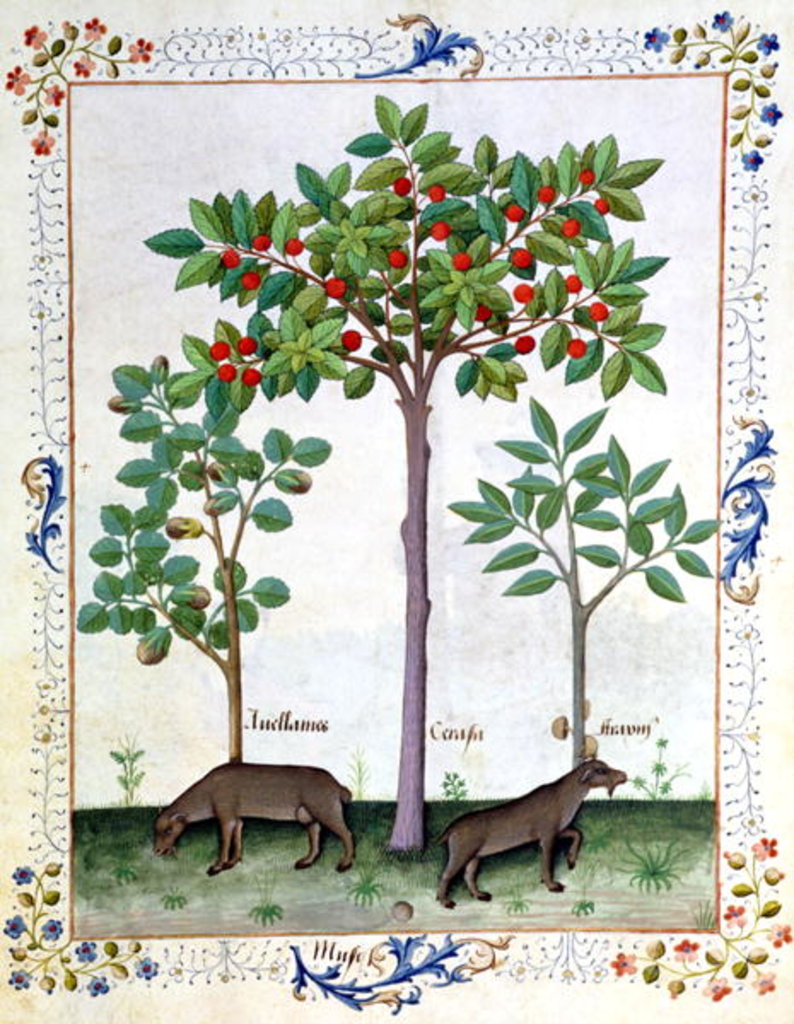 Detail of Ms Fr. Fv VI 1 fol.162r Hazelnut Bush and Cherry tree by Robinet Testard