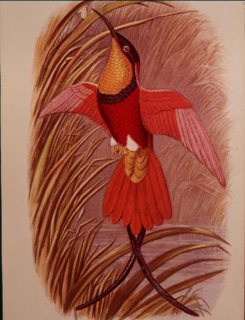 Detail of Humming Bird: Crimson Topaz by John Gould
