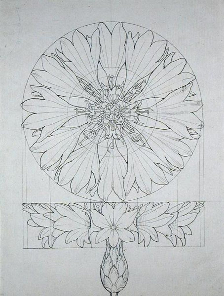 Detail of Study for a Cornflower, 1808 by Philipp Otto Runge
