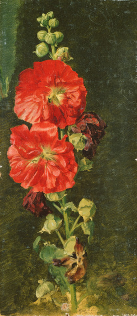 Detail of A Stockrose, 1827 by Jacob Gensler