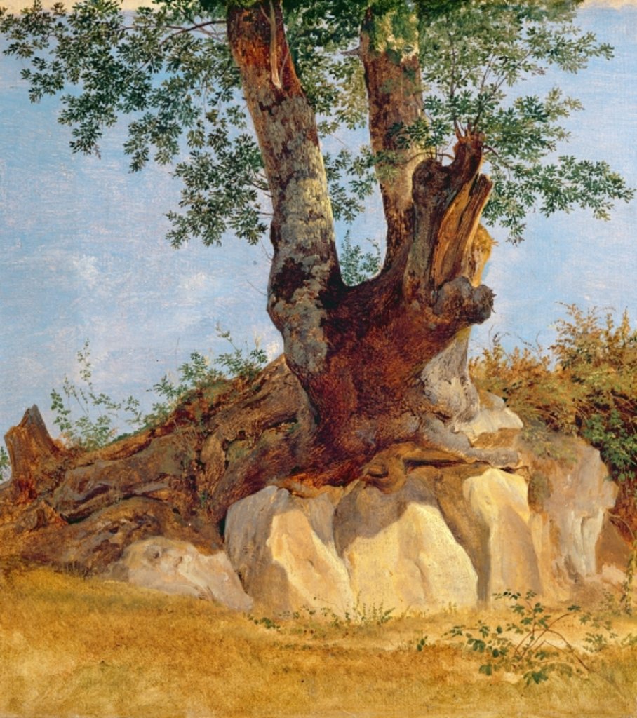 Detail of A Tree in Campagna, 1822-23 by Heinrich Reinhold