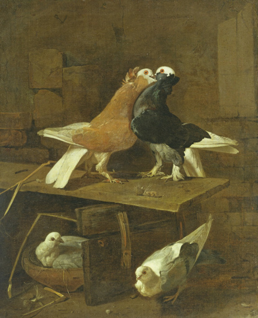 Detail of Pigeons by Jacomo Victors