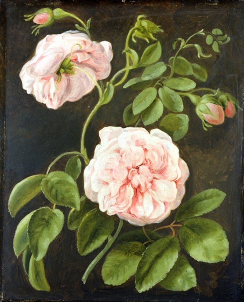 Detail of Flower Study by Johann Friedrich August Tischbein