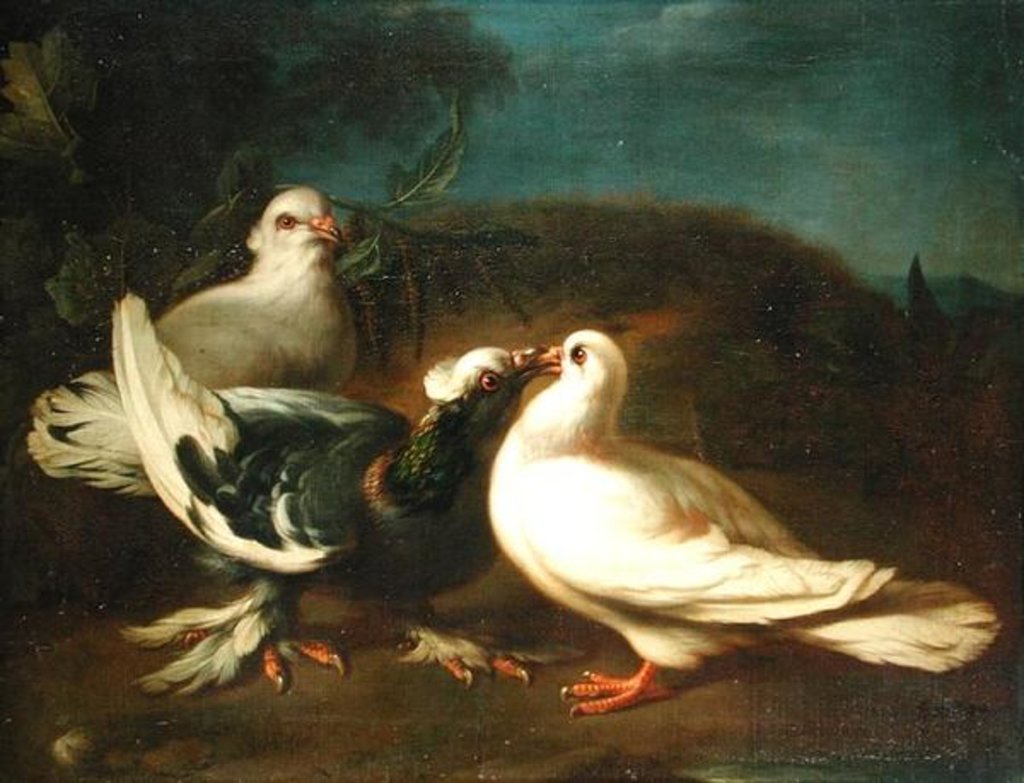 Detail of Doves, 1724 by Franz Werner Tamm