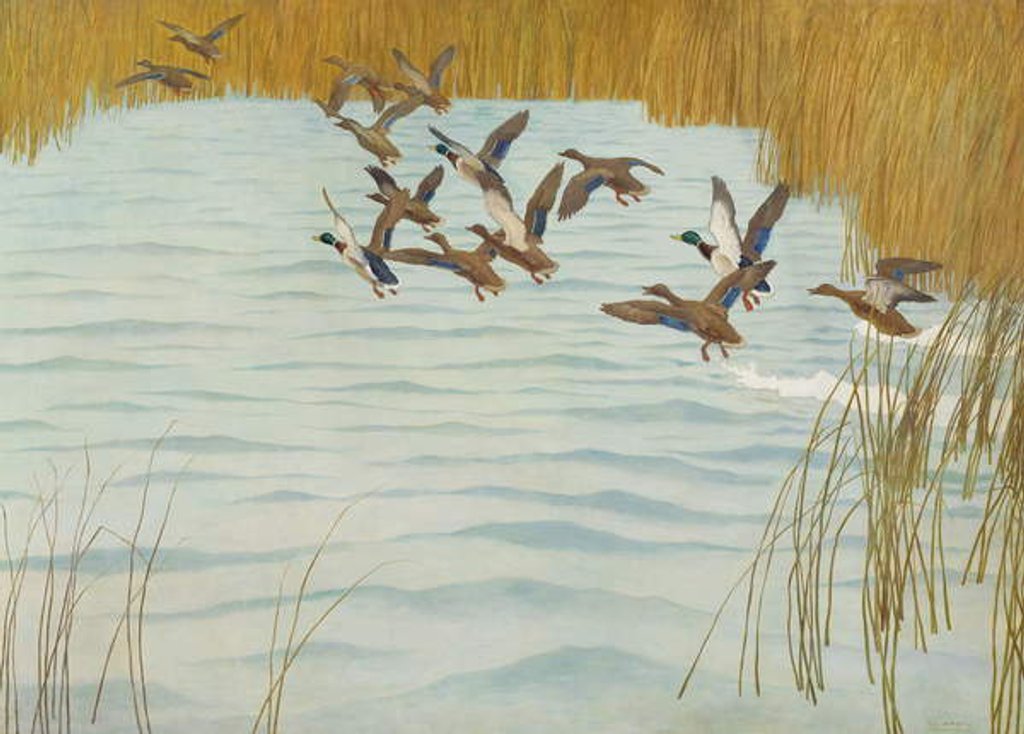 Detail of Mallards in Autumn, 1941 by Newell Convers Wyeth