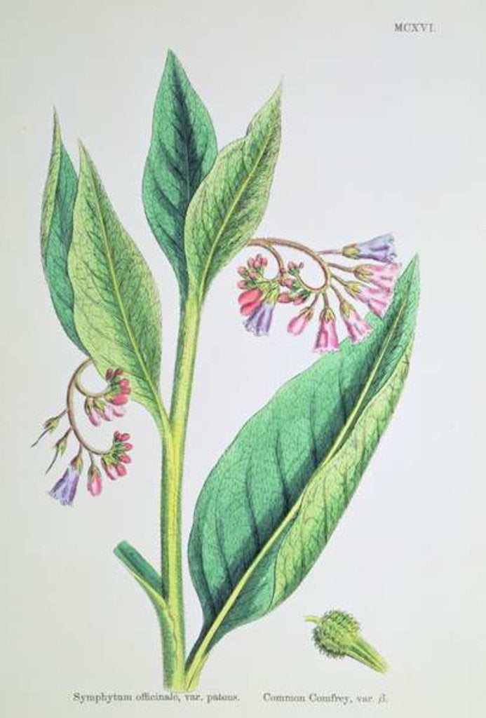 Detail of Common Comfrey, plate MCXVI, c.1800 by James Sowerby