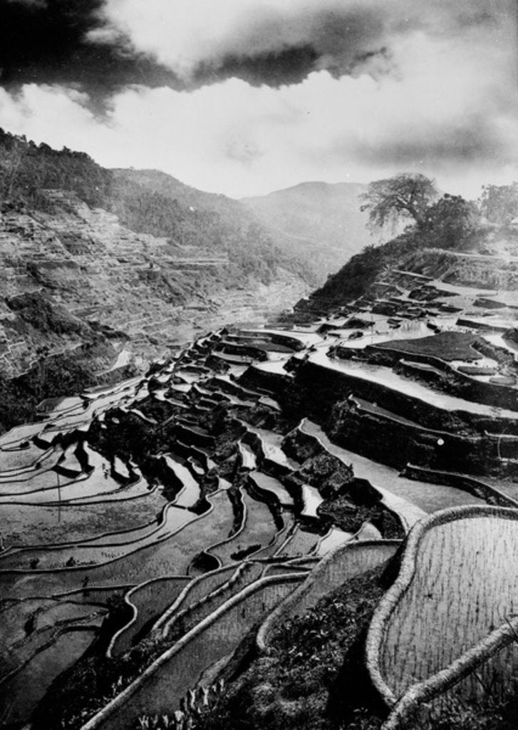 Detail of Rice terraces carved out of the hillsides hundreds of years ago by Ifuago farmers, Philippine Islands, c.1890-1923 by Anonymous