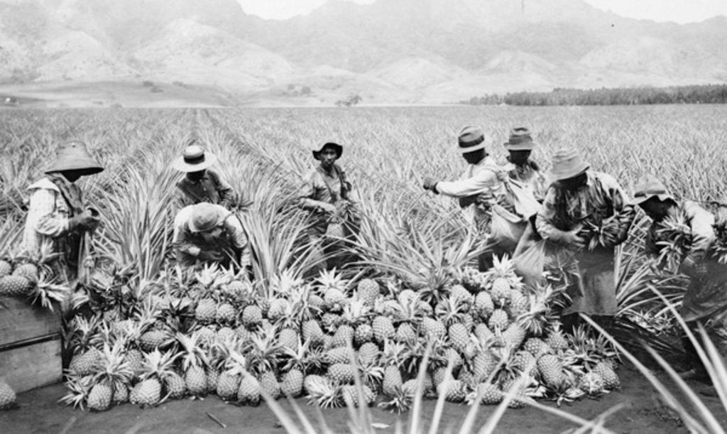 Detail of Scene on a pineapple plantation, with harvested pineapples, Hawaii, c.1910-25 by Anonymous