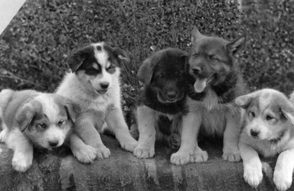 Detail of Puppies which will some day pull dog sleds, c.1900-23 by Anonymous