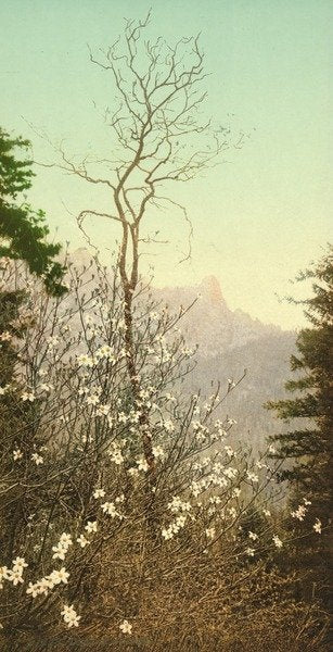 Detail of Dogwood blossoms, c.1898-c.1905 by Anonymous