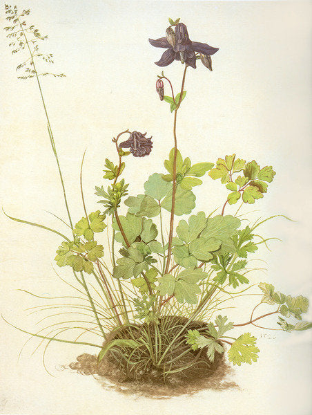 Detail of Aquilegia, 1526 by Albrecht Dürer or Duerer
