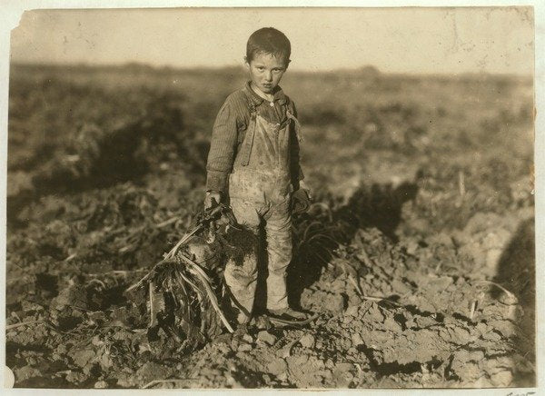 Detail of 6 year old Jo pulling sugar beets on a farm near Sterling, Colorado, 1915 by Lewis Wickes Hine