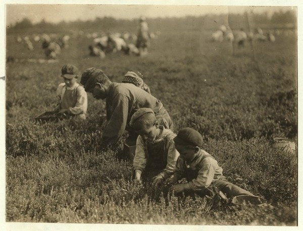 Detail of Jo Arnao 3, picking cranberries with his brother 6 and sister 9 at Whites Bog, Browns Mills, New Jersey, 1910 by Lewis Wickes Hine