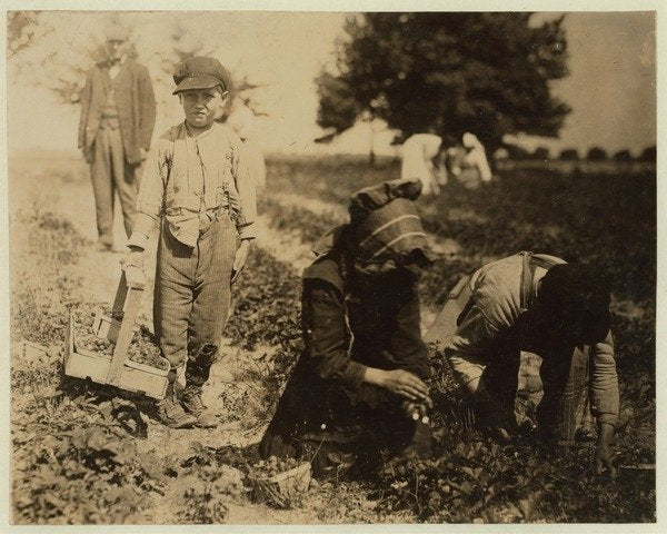 Detail of Pete Trombetta, aged 10, picking berries for a 6th season with his sister Mary, 11, who picks 100 quarts a day, and brother Salvatore Trombetta, aged 14, who picks 200 quarts by Lewis Wickes Hine