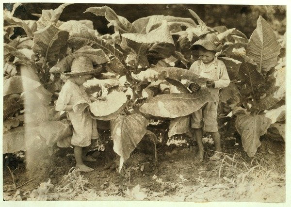 Detail of Amos 6 and Horace 4 worm and sucker tobacco plants all day for their father John Neal at Warren County, Albaton, Kentucky, 1916 by Lewis Wickes Hine