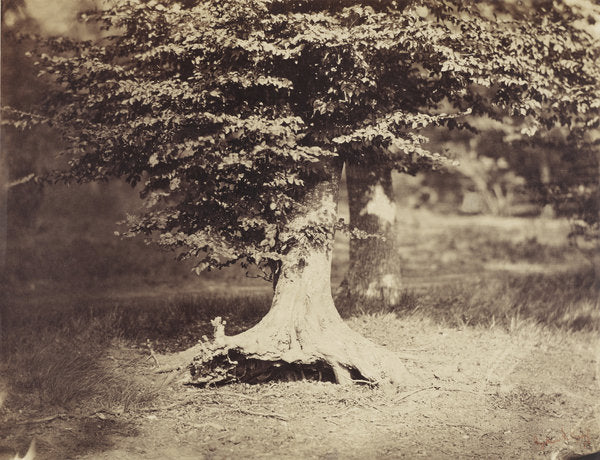 Detail of The Beech Tree, c.1855-7 by Gustave Le Gray
