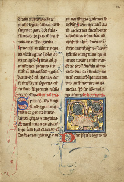 Detail of A Hedgehog from a bestiary Ms Ludwig XV 4, fol. 82, c.1280-1300 by Franco-Flemish School