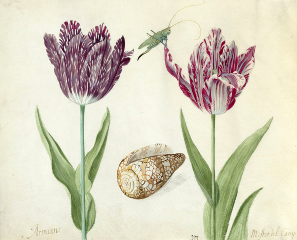Detail of Two Tulips, a shell and a grasshopper, 1637-45 by Jacob Marrel